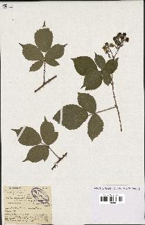 spécimen de Rubus schmidelyanus