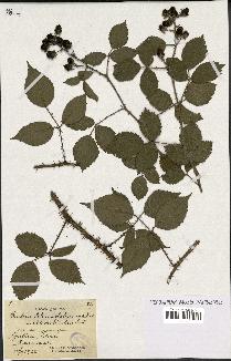 spécimen de Rubus schmidelyanus