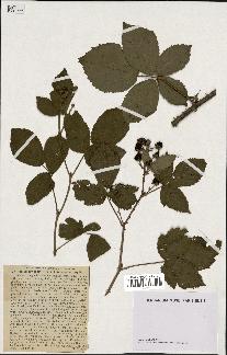 spécimen de Rubus dumetorum