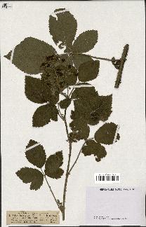 spécimen de Rubus dumetorum