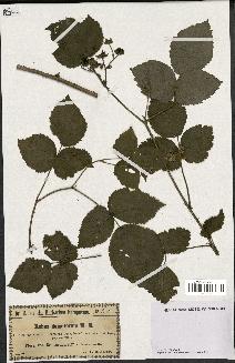 spécimen de Rubus dumetorum