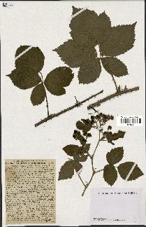 spécimen de Rubus dumetorum