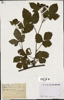 spécimen de Rubus dumetorum