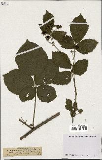 spécimen de Rubus dumetorum