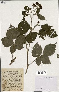 spécimen de Rubus dumetorum