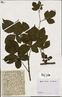 spécimen de Rubus dumetorum