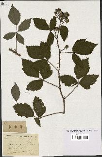 spécimen de Rubus discerptus