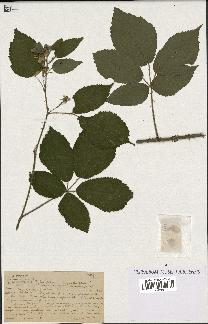 spécimen de Rubus foliosus