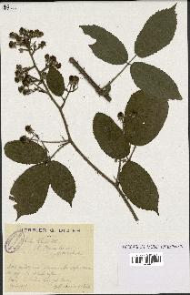 spécimen de Rubus foliosus