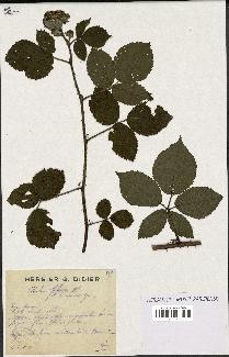 spécimen de Rubus foliosus