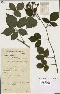 spécimen de Rubus foliosus