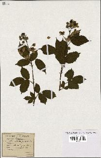 spécimen de Rubus fruticosus