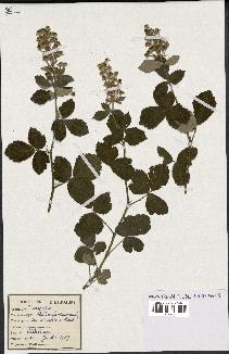 spécimen de Rubus fruticosus