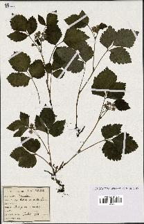 spécimen de Rubus saxatilis