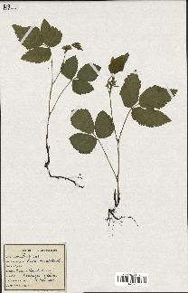 spécimen de Rubus saxatilis