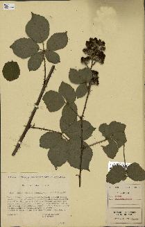 spécimen de Rubus danicus