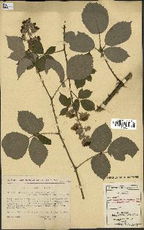 spécimen de Rubus cuspidifer