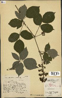 spécimen de Rubus foliosus