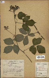 spécimen de Rubus foliosus