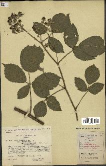 spécimen de Rubus foliosus