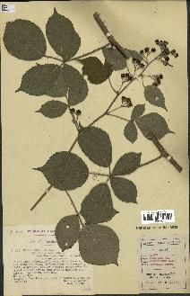 spécimen de Rubus foliosus