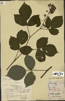 spécimen de Rubus foliosus