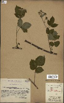 spécimen de Rubus foliosus