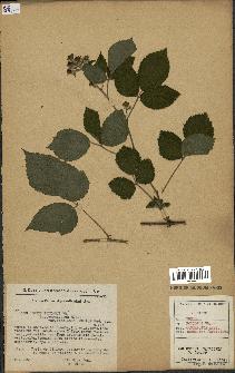 spécimen de Rubus foliosus