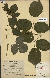 spécimen de Rubus foliosus