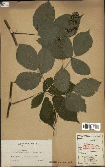 spécimen de Rubus foliosus