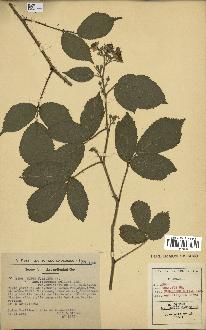 spécimen de Rubus foliosus