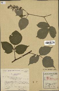 spécimen de Rubus foliosus