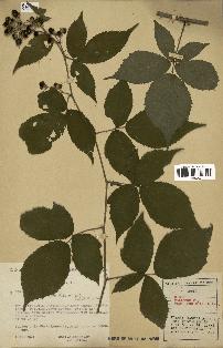 spécimen de Rubus foliosus