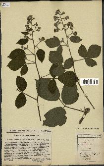 spécimen de Rubus foliosus