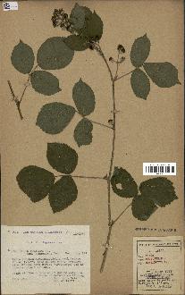 spécimen de Rubus foliosus