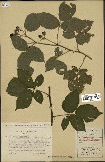 spécimen de Rubus foliosus