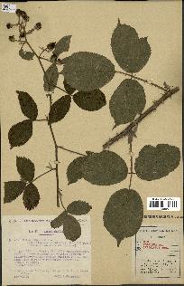 spécimen de Rubus foliosus