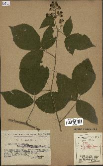 spécimen de Rubus foliosus