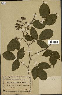 spécimen de Rubus horridulus