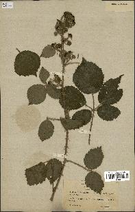 spécimen de Rubus horridus