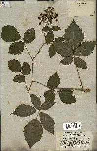 spécimen de Rubus insericatus