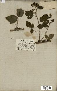 spécimen de Rubus pygmaeus