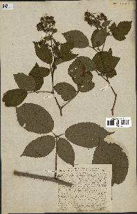 spécimen de Rubus pallidus