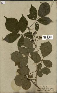 spécimen de Rubus rudis