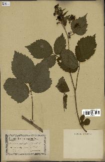 spécimen de Rubus pallidus