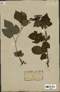 spécimen de Rubus plicatus