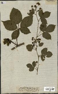 spécimen de Rubus plicatus