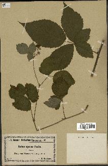 spécimen de Rubus opacus