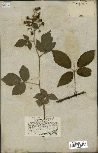 spécimen de Rubus obliquus