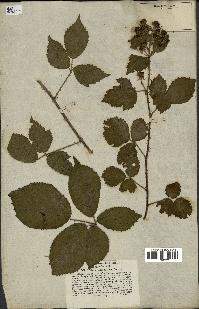 spécimen de Rubus cruentatus